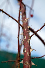 sharp thorns on the rosehip trunk close-up