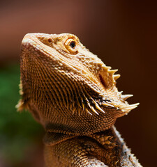 close up of a female bearded dragon head