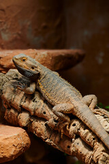 Fototapeta premium small male bearded dragon in its terrarium