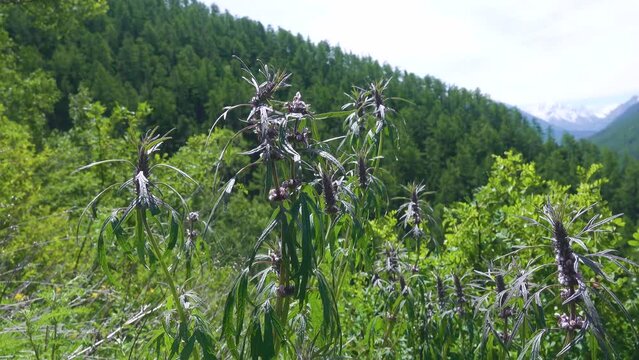 Sibirean motherwort (probably Leonurus quinquelobatus), weeds, wastelands in Altai Territory, mountain meadow. Famous medicinal plant as cardiac remedy (cardiac motherwort)