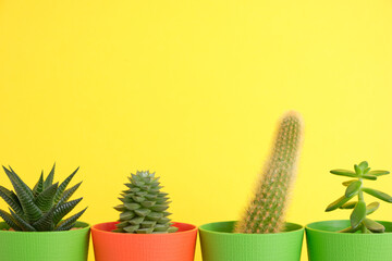 Indoor plants on the background of a bright wall. The concept of biophilia in the interior. Succulents in pots on a colored background with copyspace