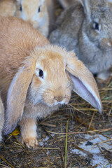 frontal view of a group of small rabbits in a cage on the hay