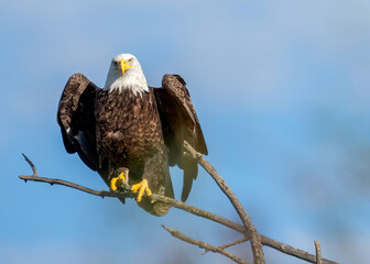 Photograph of a wild Bald Eagle opening his wings, right before taking flight. Taken in Ohio, USA