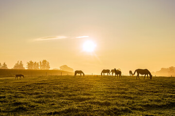 horses in the field at sunrise