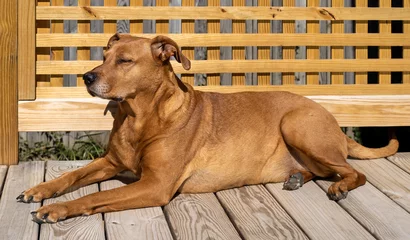 Fototapeten Brown dog on deck soaking up warm sunshine. © Noel