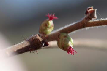 female flower of common hazelnut