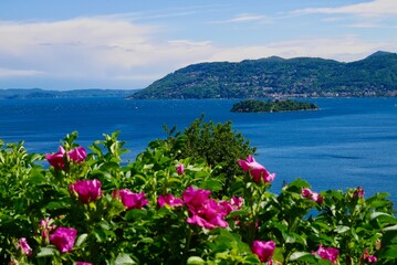 Red roses in a garden above Verbania overlooking Lake Maggiore and the Barromean islands. Piedmont, Italy.