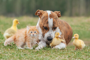 Group of pets together outdoors in summer. Little kitten, dog and ducklings. - 489956915
