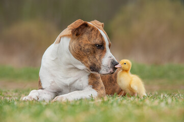 American Staffordshire terrier dog with little duckling - 489956927