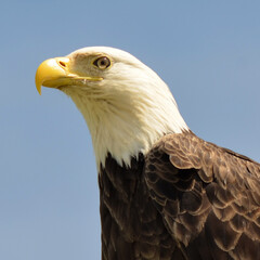 Profile of bald eagle against blue sky in full sun