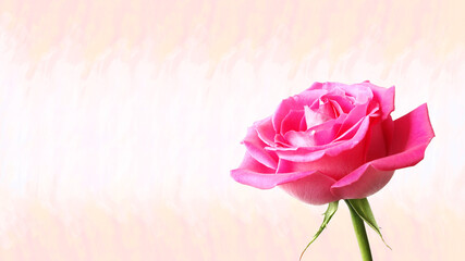 Red rose on pink abstract background