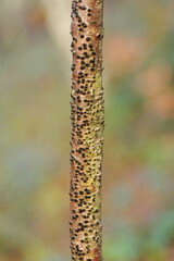 Ein dünner, hell gelb orangener Baumstamm mit vielen dunklen Knoten auf einem unscharfen Hintergrund in helle Pastell Tönen. 