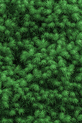 Needles texture of Alberta spruce Maingold - Picea glauca, green background