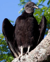Closeup portrait of a wild Black Vulture (Coragyps atratus) perching in tree while hunting in the...