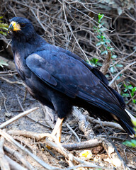 Closeup portrait of a Great black Hawk (Buteogallus urubitinga) perched on riverbank in the Pampas del Yacuma, Bolivia.