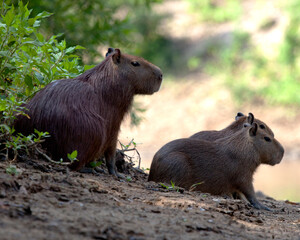 Closeup portrait of Capybara family (Hydrochoerus hydrochaeris) sitting along the riverbank in the Pampas del Yacuma, Bolivia.