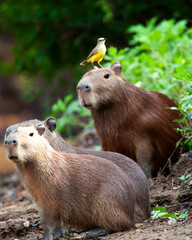Closeup portrait of Capybara family (Hydrochoerus hydrochaeris) sitting along the riverbank with...