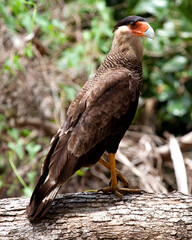 Closeup portrait of a Crested Caracara (Caracara plancus) perched on tree while hunting in the Pampas del Yacuma, Bolivia.