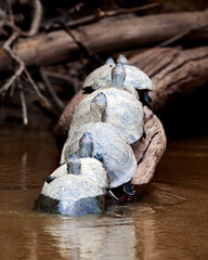 Closeup portrait of Yellow-spotted River turtles (Podocnemis unifilis) sitting on log with reflection in water in the Pampas del Yacuma, Bolivia.