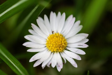 Fototapeta premium close up of daisy