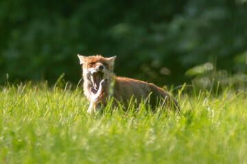 Fuchs in der Wiese