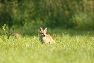 Fuchs in der Wiese