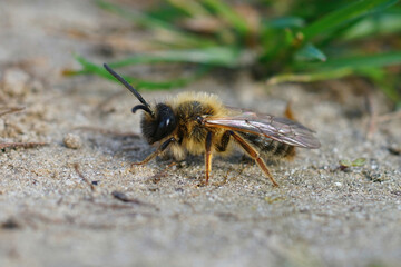 A male grey gastered mining bee, Andrena tibialis , sitting on the ground , awaiting some sun