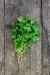 fresh and aromatic cilantro herbs on grey table
