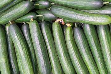 smooth long greenhouse cucumbers on the counter