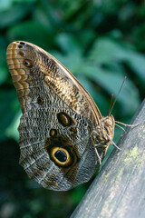 Fototapeta premium butterfly on a tree