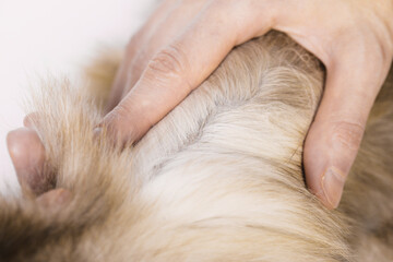 Angora ferret of champagne color - details of fur and hair