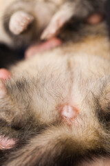 Studio detail of adult ferret jill comes into a season