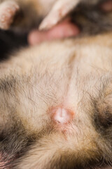 Obraz premium Studio detail of adult ferret jill comes into a season