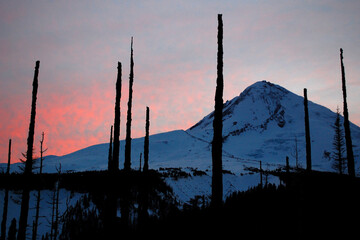 Burnt dead snags on Polallie Ridge, Mount Hood, are silhouetted against winter alpenglow