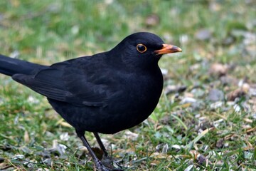 Ein Amselmännchen in einer Wiese (Großaufnahme)