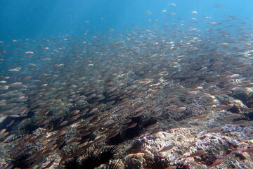 Costa Rica Pacific sea life
