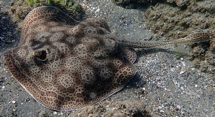 Fototapeta premium Costa Rica Pacific sea life