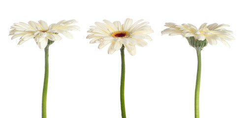 Set with beautiful gerbera flowers on white background. Banner design