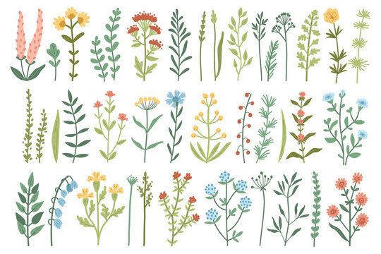 Set of colored meadow herbs and flowers. Creative vector floral elements for postcard decoration packaging. Wild flowers collection