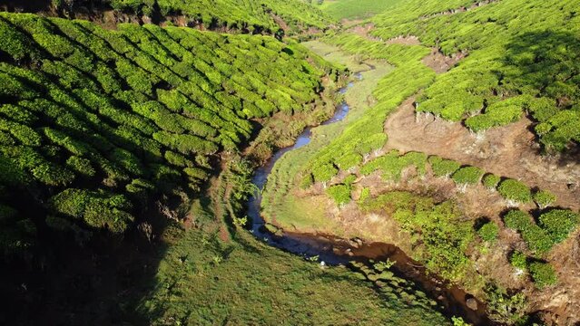 Tea plantations following a river in the valley to village drone