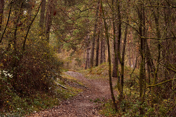 Path through the forest in autumn