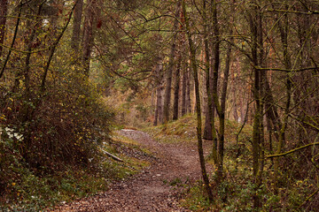 Fototapeta premium Path through the forest in autumn