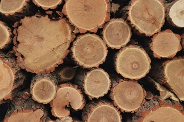 The sawn logs lie exactly in a row. Sawn tree trunks. The ends of the logs. Wood texture. Logs with bark. Firewood for a fire or stove. Backgrounds and textures. Light brown color scheme. Logging