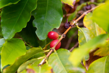 organically grown coffee tree