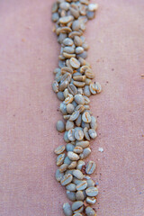 green coffee beans on sack cloth