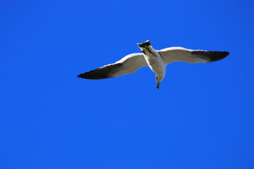 hermosas gaviotas buscando comida en el estuario de Bahia Blanca