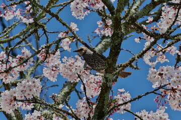 青空の下、桜の蜜を吸いに来たヒヨドリ
