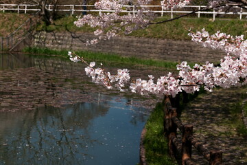 Obraz na płótnie Canvas 公園の池の周りに咲く桜 