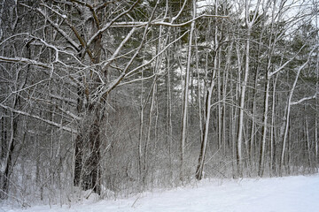 Original name(s): Close up view of trees right after a snow storm
