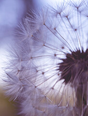 Close up of purple fluffy blow ball hat of white dandelion flower with seeds.